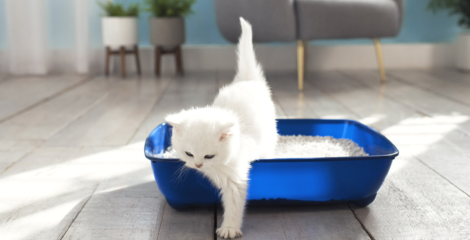 TRIED AND TESTED: Litter