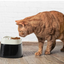 Ergo Cube Food Cat Bowl