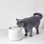 PETKIT Water Fountain 3 (1.35L) - My Cat and Co.
