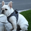 PETKIT Air Fly Harness - My Pooch and Co.