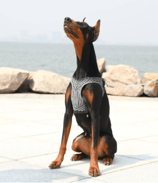 PETKIT Air Fly Harness - My Pooch and Co.