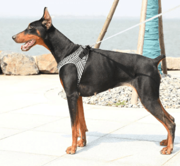 PETKIT Air Fly Harness - My Pooch and Co.